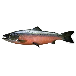 Pan-seared Salmon Png 05242024 PNG image