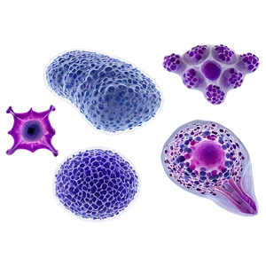 Pancreatic Cells Endocrine Png 06122024 PNG image