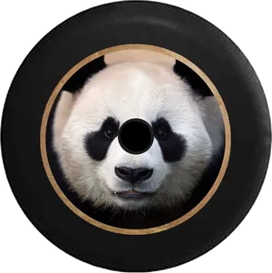 Panda Vinyl Record Art PNG image