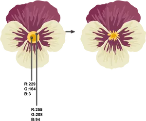 Pansy Flower Color Variation Vector PNG image