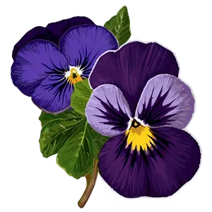 Pansy Flower Drawing PNG 05252024