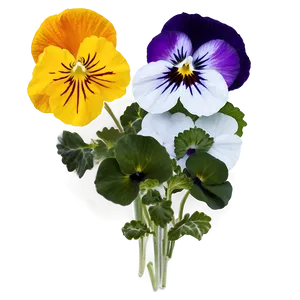 Pansy Flower Transparent PNG 44 PNG