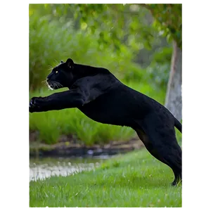 Panther In Action PNG 6 PNG