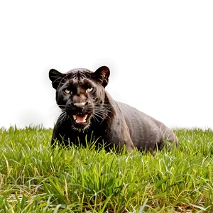 Panther In Grass PNG Abt