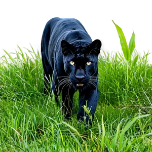 Panther In Grass PNG Hir86 PNG