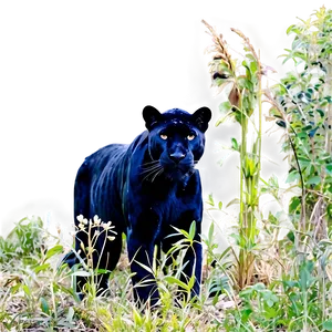 Panther In Habitat PNG 59 PNG