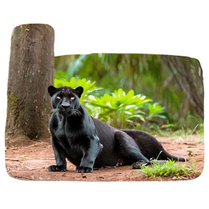 Panthers Family Wildlife Png 71 PNG image