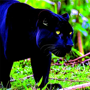 Panthers In National Park PNG 49 PNG