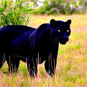 Panthers Prowling In Grassland Png Fao PNG image