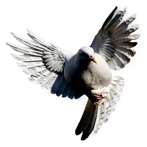 Paper Dove PNG Rtr