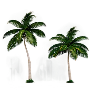 Paradise Beach Palms PNG Run58 PNG