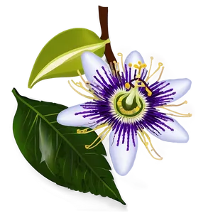 Passion Fruit Flower Blossom Png 79 PNG image