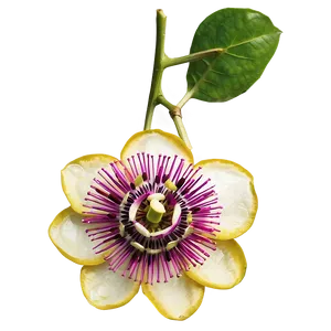 Passion Fruit Flower Blossom Png Kcs26 PNG image