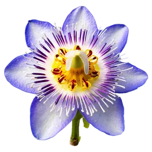 Passion Fruit Flower Blossom Png Nbv PNG image