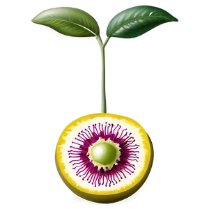 Passion Fruit Flower Blossom PNG Qlv