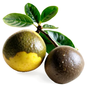 Passion Fruit Seedling Plant PNG Bxu