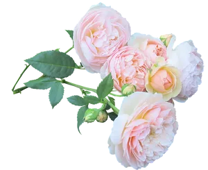 Pastel Rose Bouquet Transparent Background PNG image