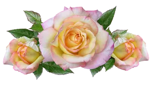 Pastel Yellow Pink Roses Transparent Background