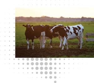 Pastoral Cattle Trioat Dusk PNG image