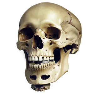 Pathology Of Skeletal System PNG Lfa67