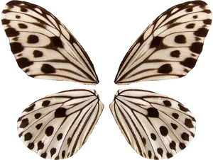 Patterned Butterfly Wings Symmetry PNG