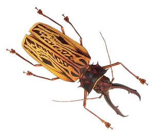 Patterned_ Longhorn_ Beetle_ Transparent_ Background PNG image