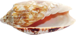 Patterned Seashell Isolated.png PNG image