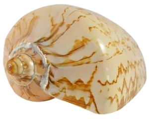 Patterned Seashell Spiral PNG image