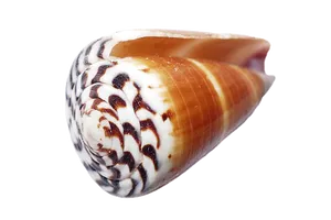 Patterned Seashellon Black Background