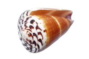 Patterned Seashellon Black Background