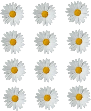 Patternof White Daisieson Gray Background PNG image