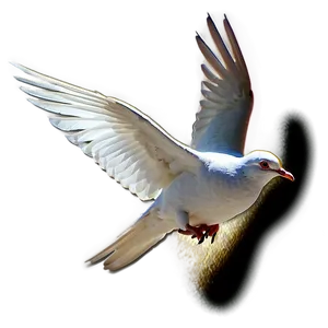 Peace Dove PNG 05042024
