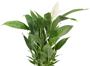 Peace Lily Planton Black Background