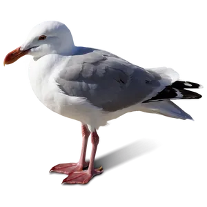 Peaceful Seagull Png 05242024 PNG image