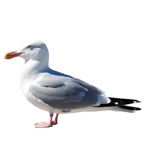 Peaceful Seagull Png Ief PNG image