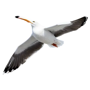 Peaceful Seagull Png Rxv PNG image