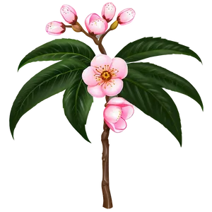 Peach Blossom Drawing Png 45 PNG image