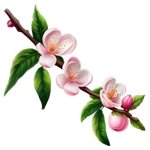 Peach Blossom Drawing PNG Rjx47