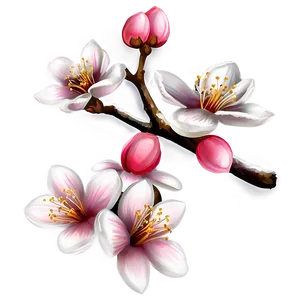 Peach Blossom Drawing PNG Rqr93