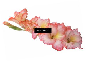 Peach Blush Gladiolus Flowers PNG image