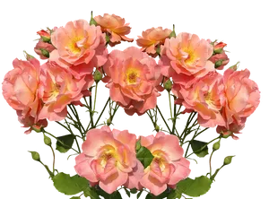 Peach Blush Rose Cluster PNG image
