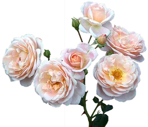 Peach Blush Roses Black Background PNG image