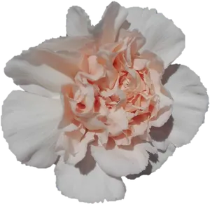 Peach Carnation Flower Bloom PNG image