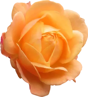 Peach Colored Rose Isolated.png