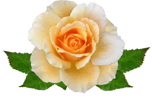 Peach Colored Rose Transparent Background.png