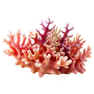 Peach Coral Reef PNG Wwa80 PNG