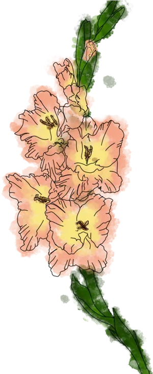 Peach Gladiolus Sketch Artwork PNG image