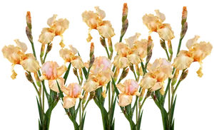 Peach Iris Bouquet Transparent Background