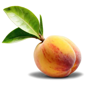Peach Kernel Seed Png 86 PNG image