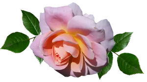 Peach Pink Rose Transparent Background